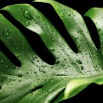 monstera