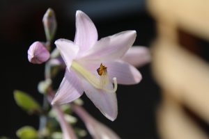 hosta biała