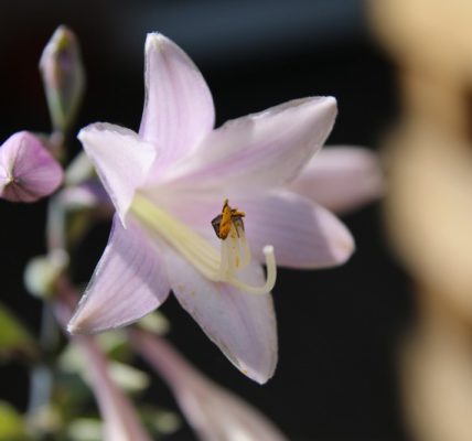 hosta biała