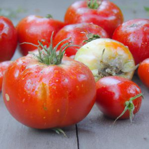 czym podlewać pomidory