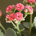 kwiat kalanchoe jak dbać