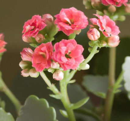 kwiat kalanchoe jak dbać