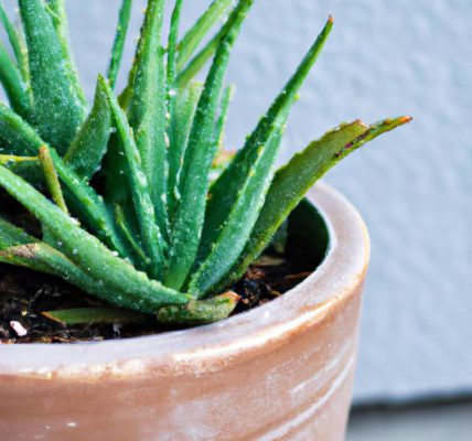 jak ukorzenić aloes