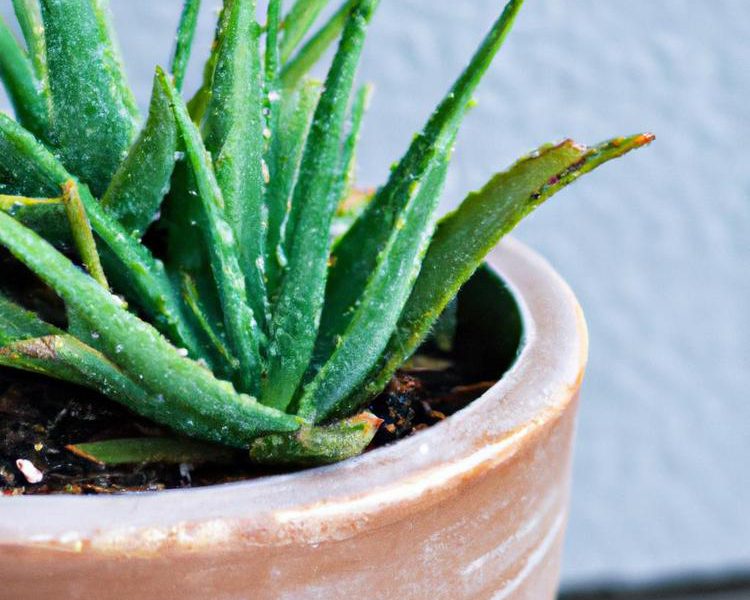 jak ukorzenić aloes