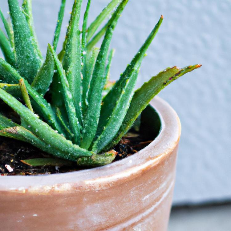 jak ukorzenić aloes