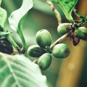 Twoja własna plantacja kawy w domu - uprawa kawy w doniczce