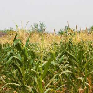 Uprawa kukurydzy - od nasion do pysznych kolb