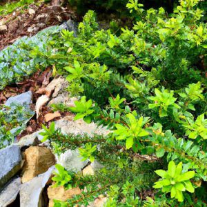 Najlepsze zimozielone rośliny na skalniak – lista TOP 10!