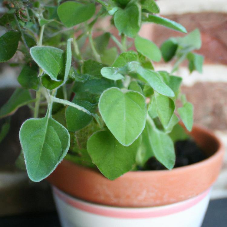 Świeża przyprawa na parapecie - uprawa oregano w doniczce