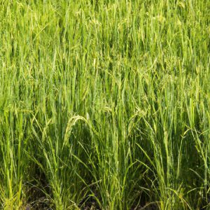 Uprawa ryżu - jak wygląda i skąd się wywodzi?